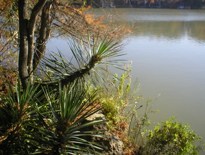 palms over water.JPG